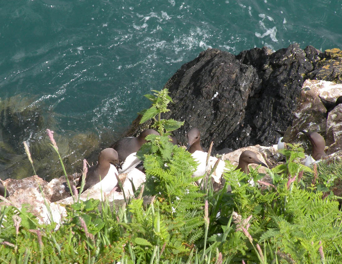 Gita all''isola di Skomer (Galles)